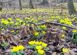 Winterlinge Die Gelbe Pracht In Jena 00004